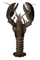393px-Lobster_NSRW.jpg